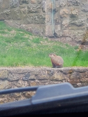 Marmota monax