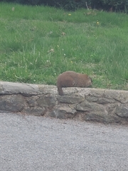 Marmota monax
