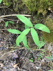 Polygonatum biflorum