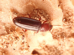 Bius thoracicus