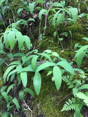 Polygonatum biflorum