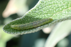 Tortricidae