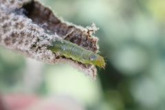 Tortricidae