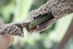Tortricidae