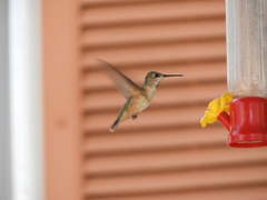 Selasphorus calliope