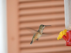 Selasphorus calliope