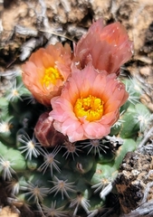 Pediocactus despainii