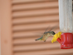 Selasphorus calliope