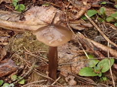 Entoloma hirtipes
