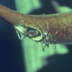 Pseudomyrmex spinicola