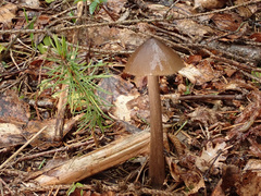Entoloma hirtipes