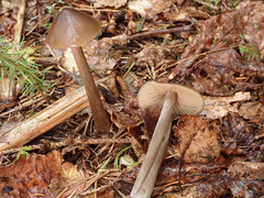 Entoloma hirtipes