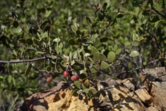 Arctostaphylos bakeri bakeri
