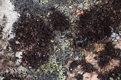 Cornicularia normoerica