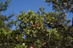 Arctostaphylos bakeri bakeri