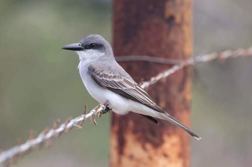 Grey Kingbird