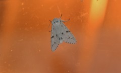 Acronicta leporina