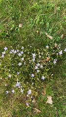 Houstonia serpyllifolia
