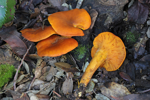 Omphalotus olearius — (c) Davide Puddu, some rights reserved (CC BY)