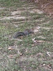 Sciurus carolinensis