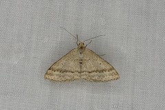 Scopula lydia