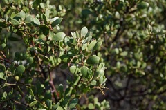 Arctostaphylos bakeri bakeri
