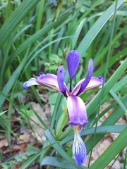 Iris graminea