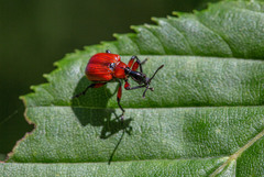 Apoderus coryli