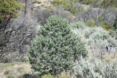 Pinus quadrifolia