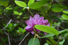 Rhododendron catawbiense