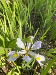 Iris virginica