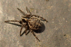 Larinioides