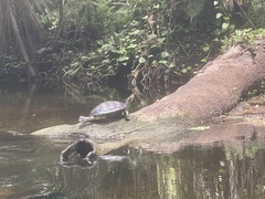 Trachemys scripta scripta
