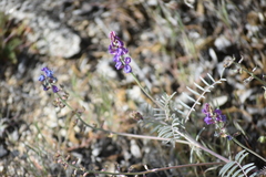 Astragalus palmeri