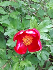 Paeonia peregrina