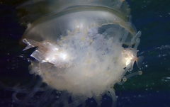 Psenes arafurensis