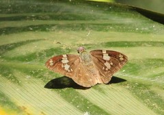 Celaenorrhinus similis