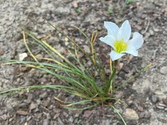 Zephyranthes simpsonii