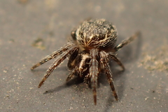 Larinioides