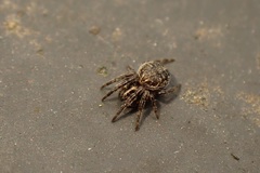 Larinioides