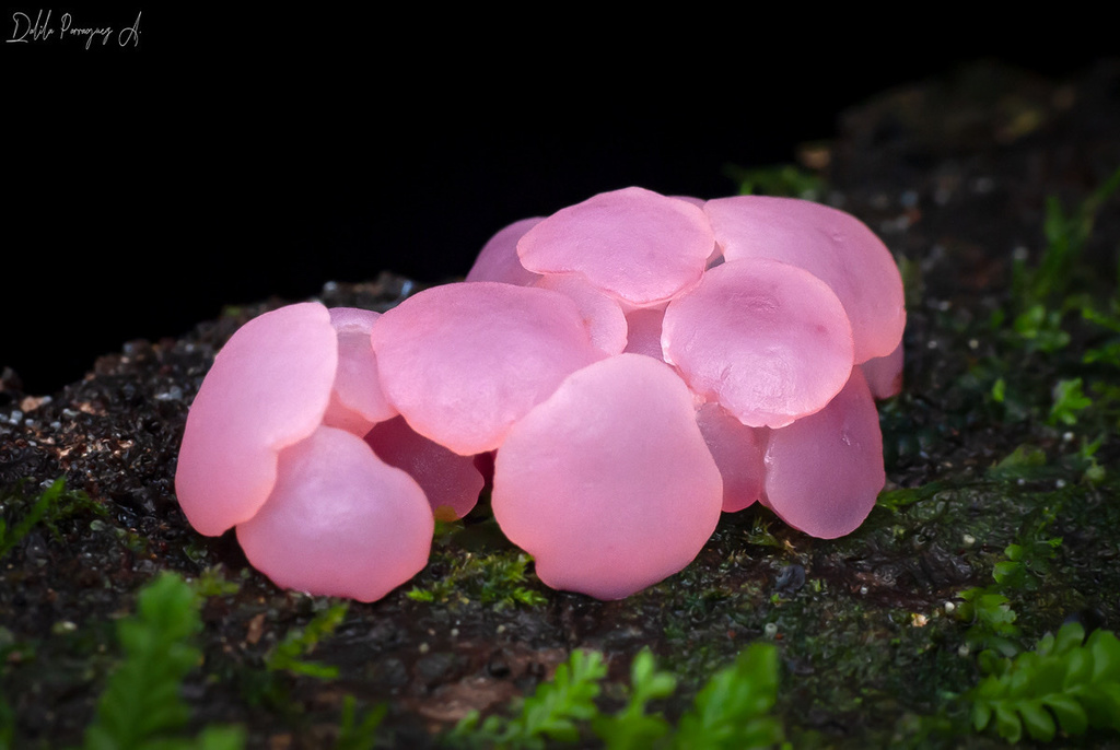 Gelatinodiscaceae