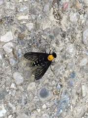 Chrysopilus thoracicus