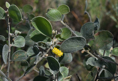Acacia humifusa