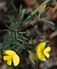 Gompholobium nitidum