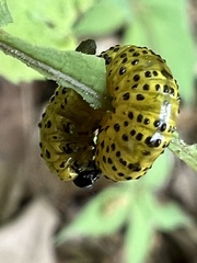 Archips rileyana