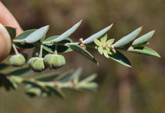 Phyllanthus fuernrohrii