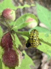 Archips rileyana