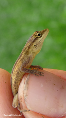 Anolis zeus