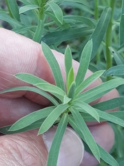 Euphorbia