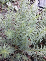 Euphorbia